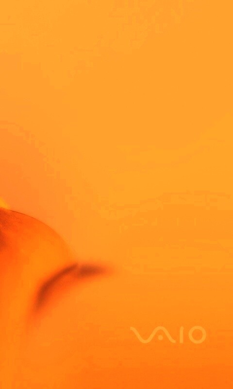 Цветок и логотип Vaio обои