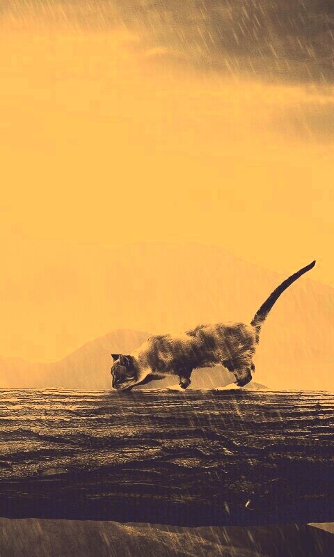 Девушка и кошка обои