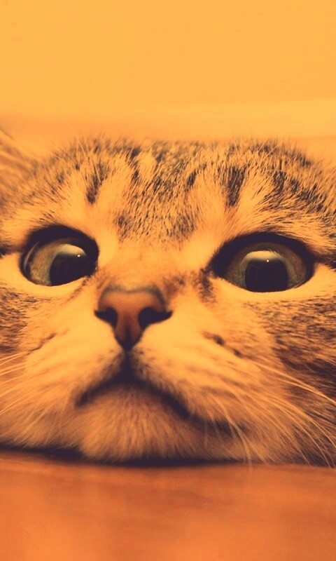 Любопытный котейка обои