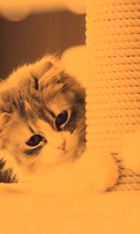 Пушистая кошка с когтеточкой обои