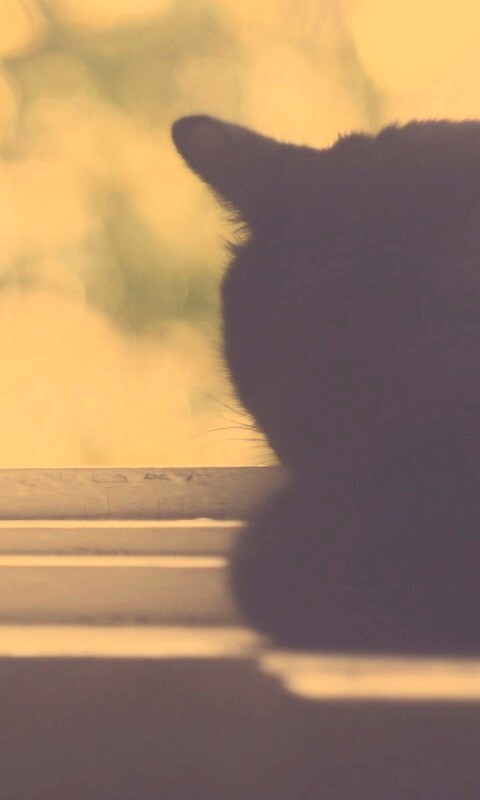 Дремлющий на окне черный кот обои