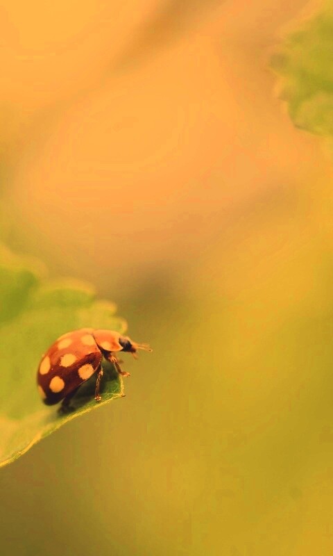 Божья коровка обои