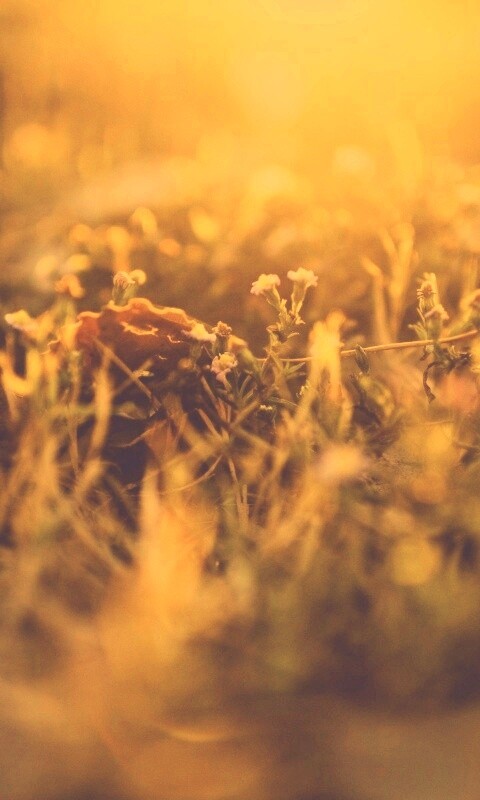 Полевые цветы в закатном солнце обои