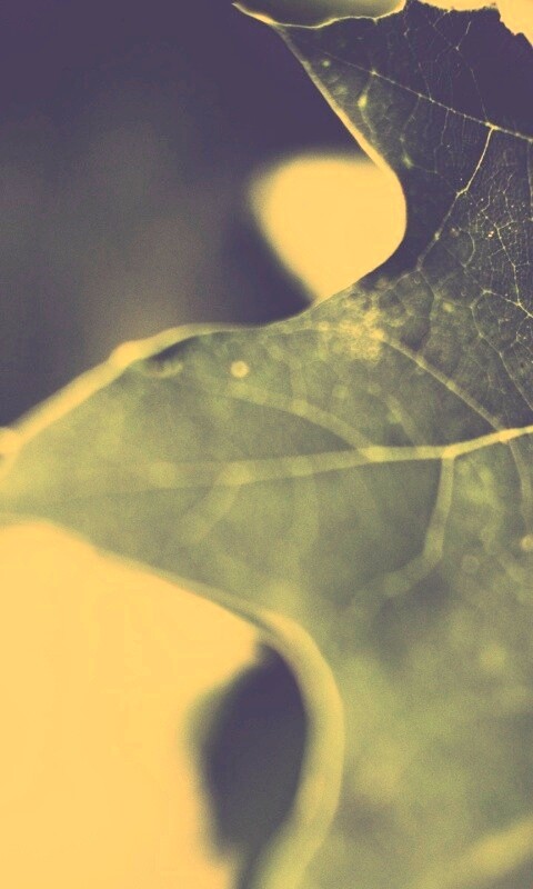 Темно-зеленый лист в макро обои