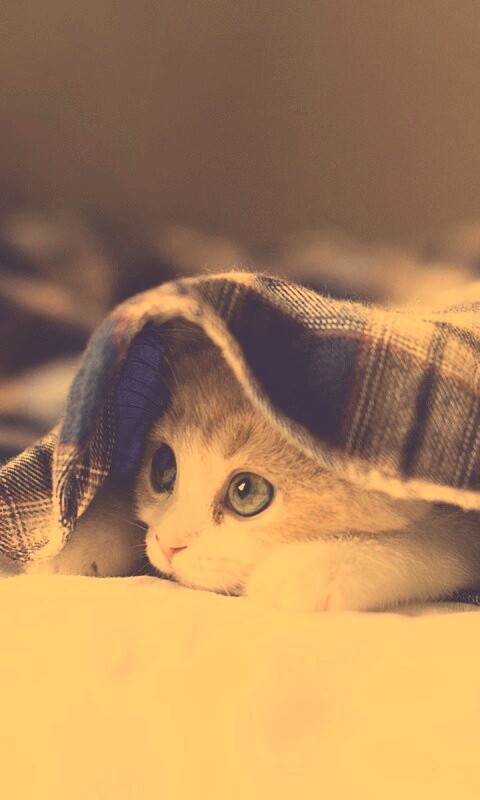 Котенок под одеялом обои