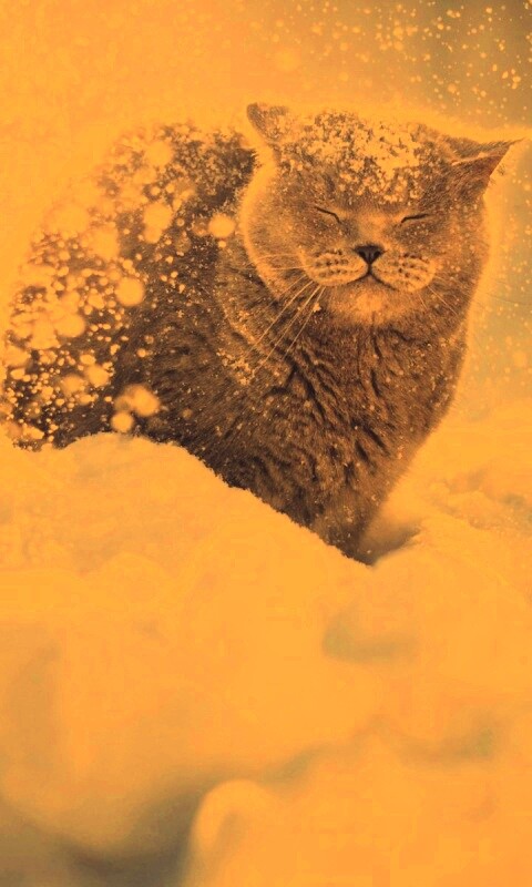 Британце в снегу обои