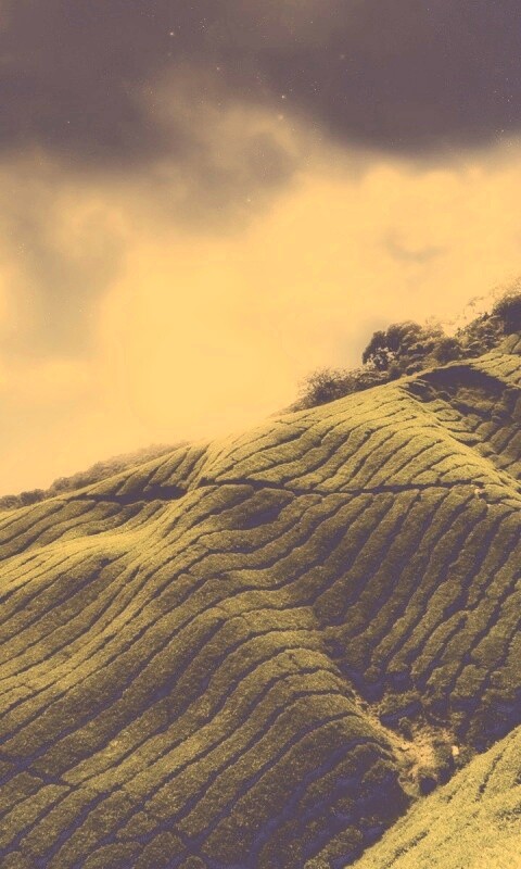 Чайные поля обои