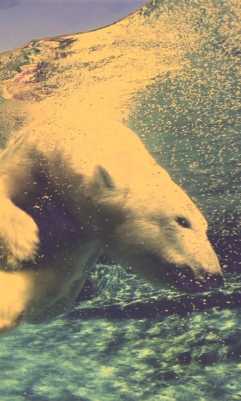 Нырнувший белый медведь обои