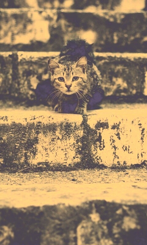 Растрепанная кошка на ступеньках лестницы обои