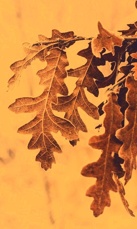 Дубовые листья обои