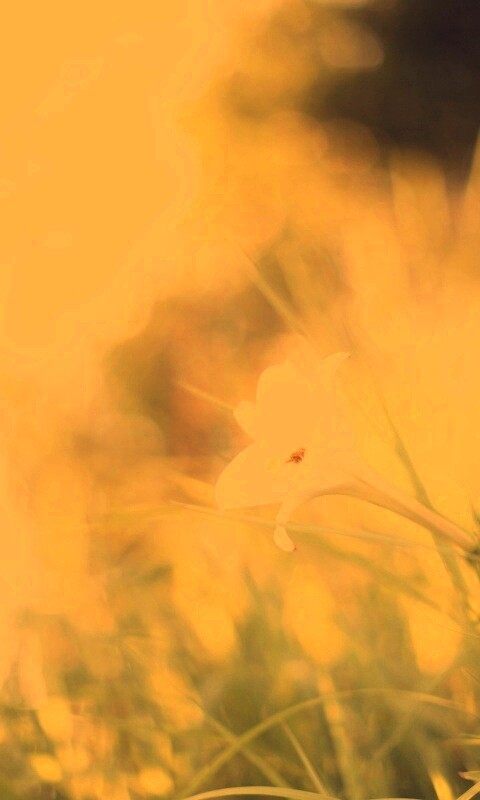 Цветок затерявшийся в траве обои