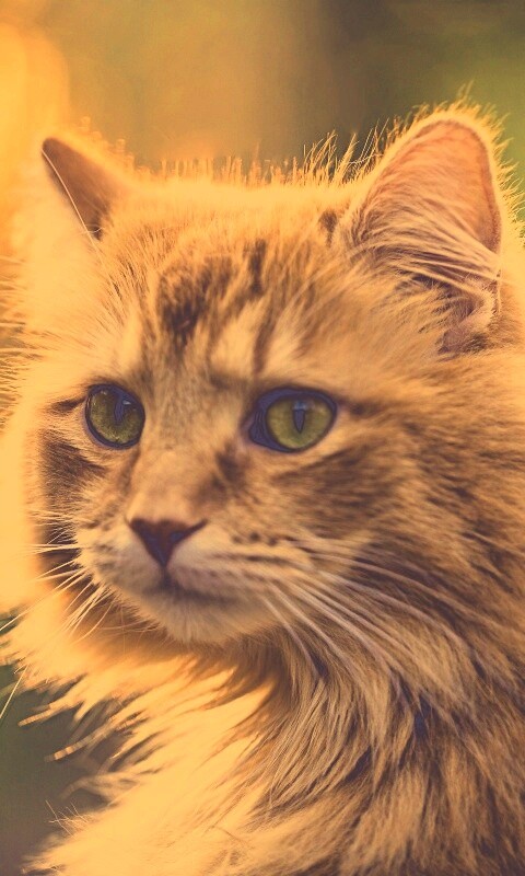 Рыжий кот в лучах солнца обои