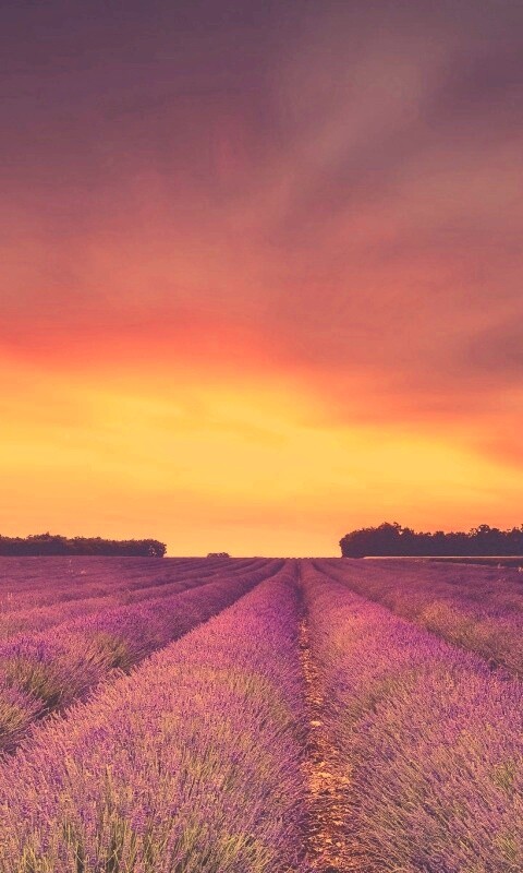 Поле фиолетовых цветов на закате обои