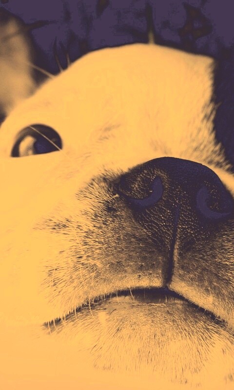 Бостонский терьер обои