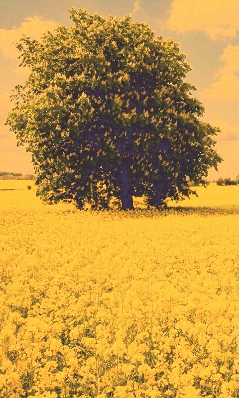Каштан на цветочном поле обои