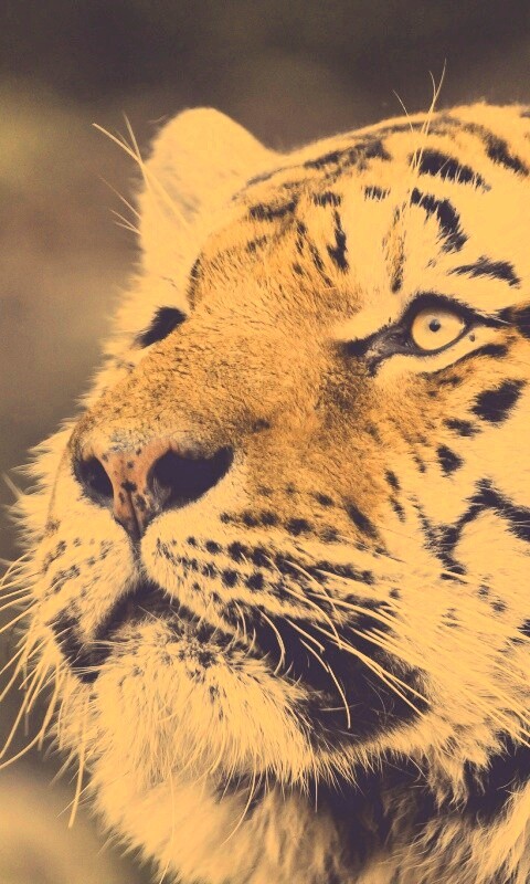 Амурский тигр обои