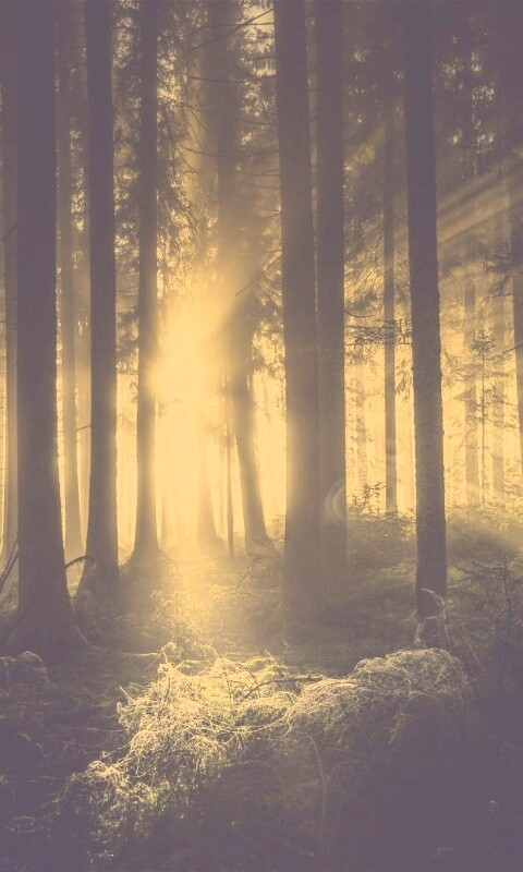 Свет пробивается сквозь стволы деревьев обои