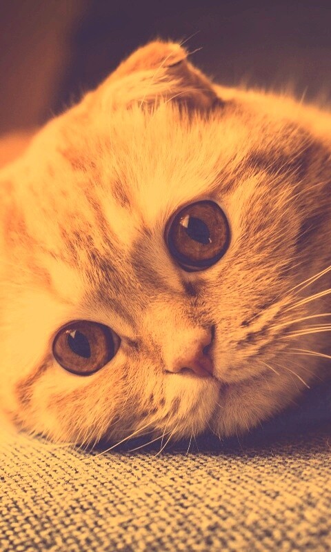 Скоттиш фолд рыжий обои