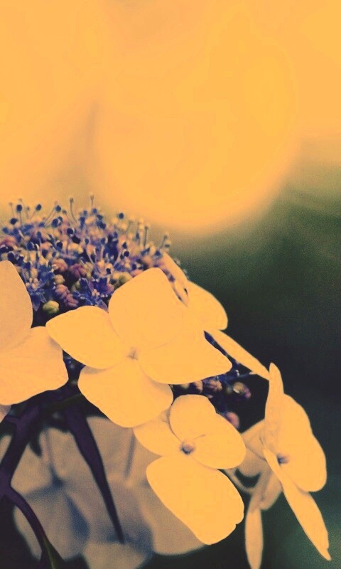 Гортензия обои