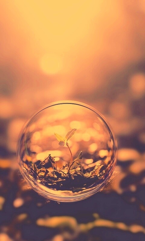 Росток в пузыре обои