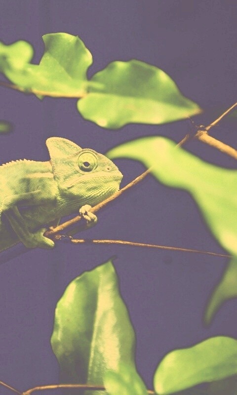 Хамелеон в листве обои