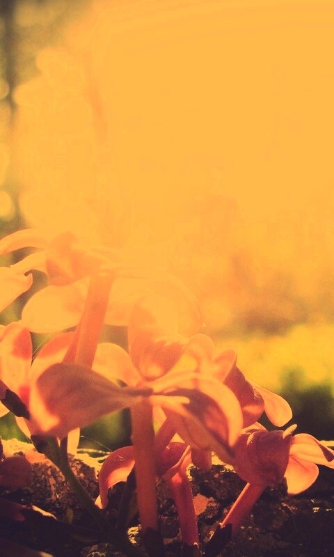 Сиреневое дерево обои