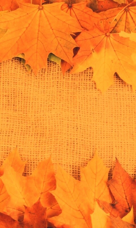 Желтые кленовые листья на холсте обои