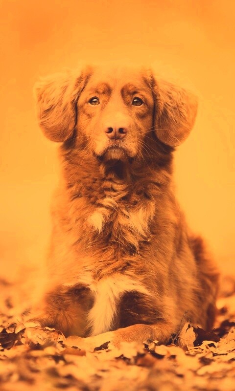 Осенний пес обои