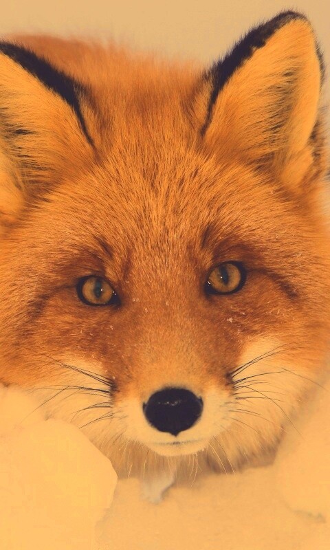 Рыжая лиса в снегу обои