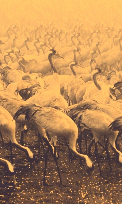 Журавли обои