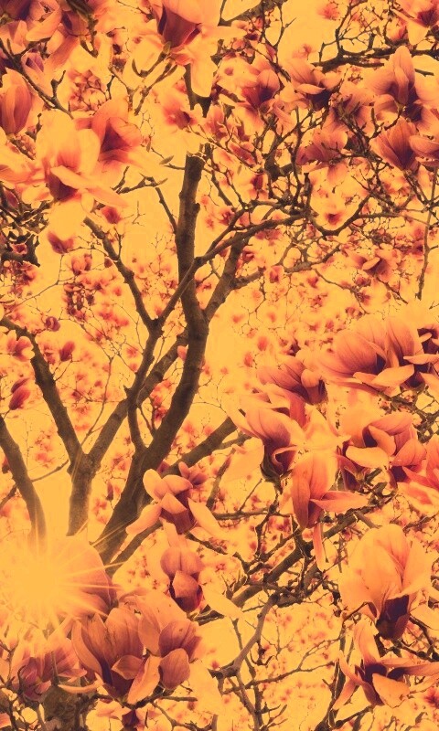 Магнолия обои