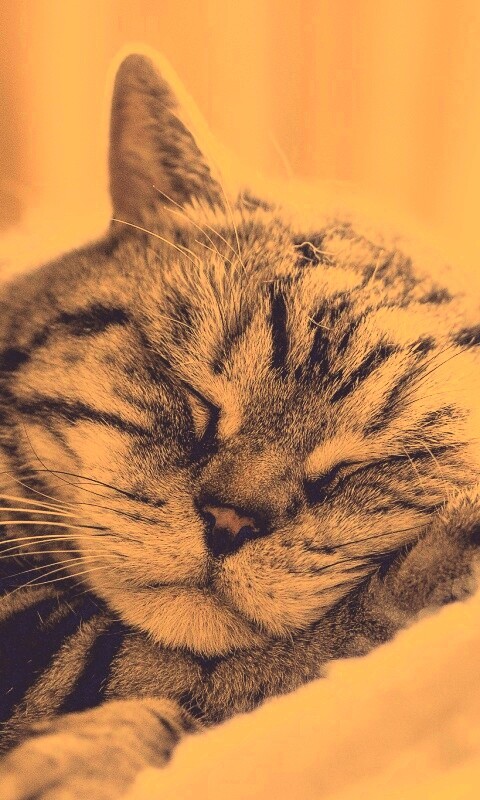 Спящий кошак обои