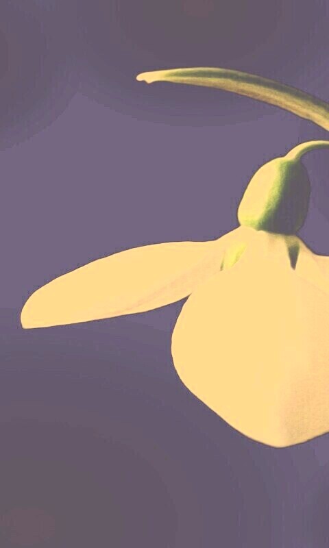 Белый цветок обои