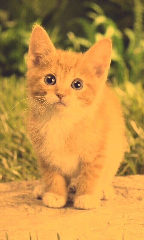 Котенок в саду обои
