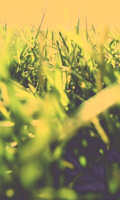 Трава обои