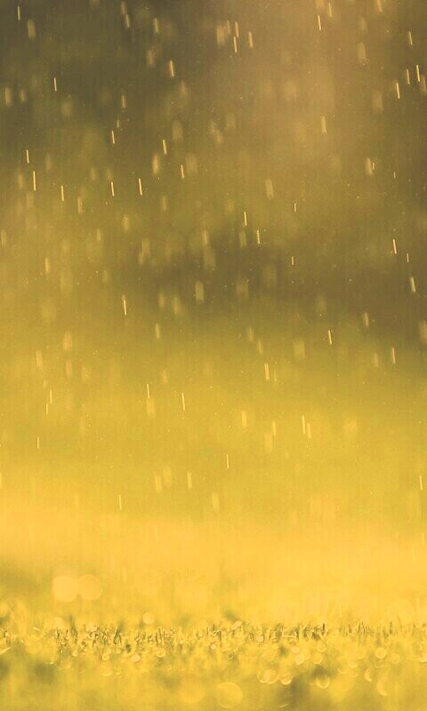 Трава под дождем обои