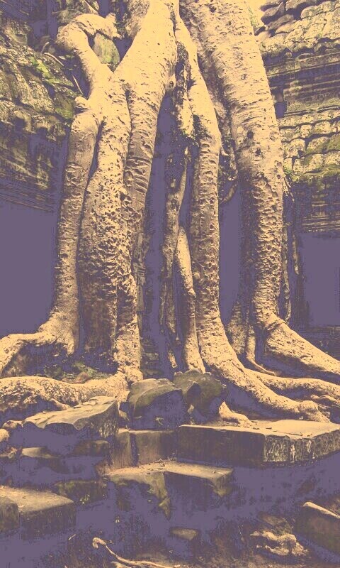 Мощные корни обои