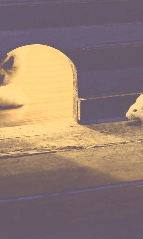 Кошки - мышки обои