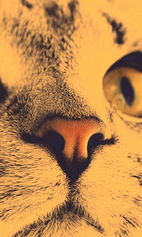 Кошачья мордочка обои