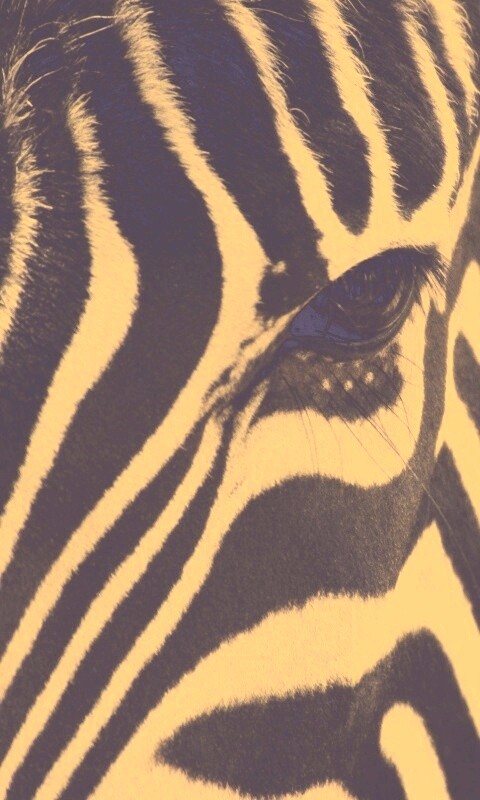 Зебра обои