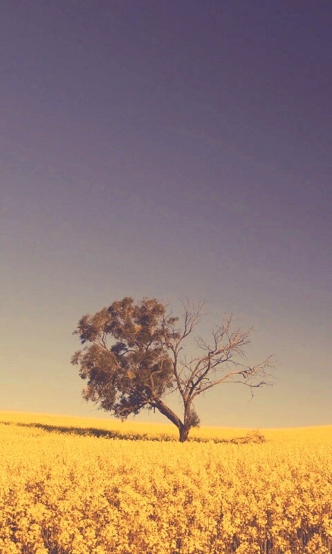 Дерево в поле обои