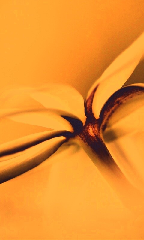 Цветок обои