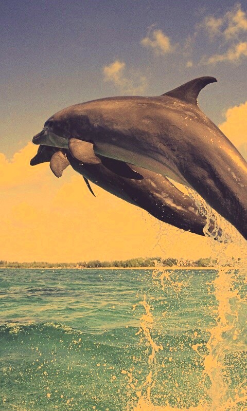 Дельфины обои