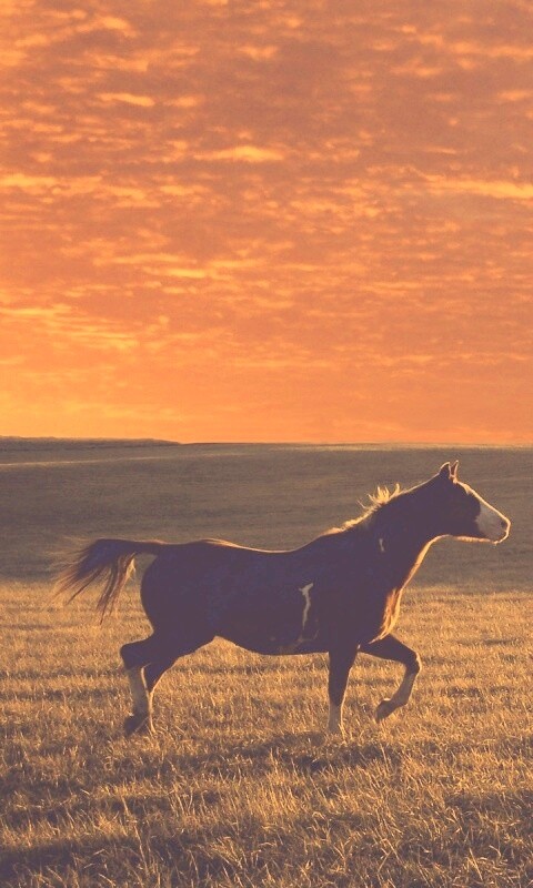 Мустанг обои