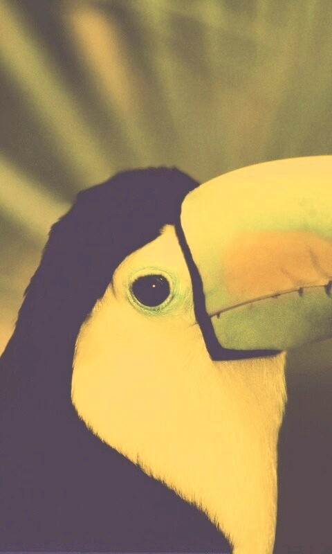 Грустный желтогрудый тукан обои