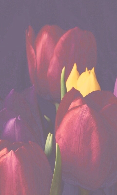 Тюльпаны обои