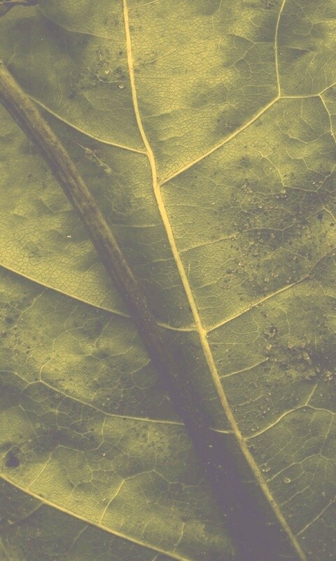 Макро зеленый лист обои