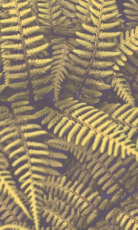 Папоротник обои