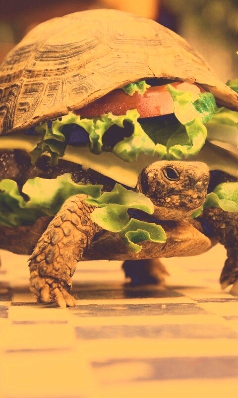 Черепахбургер обои
