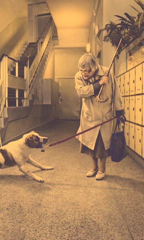 Непослушная собака обои